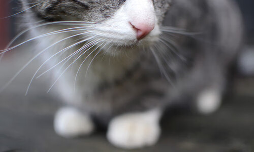 快船客场惨败猛龙，赢得重要一战，快船 vs