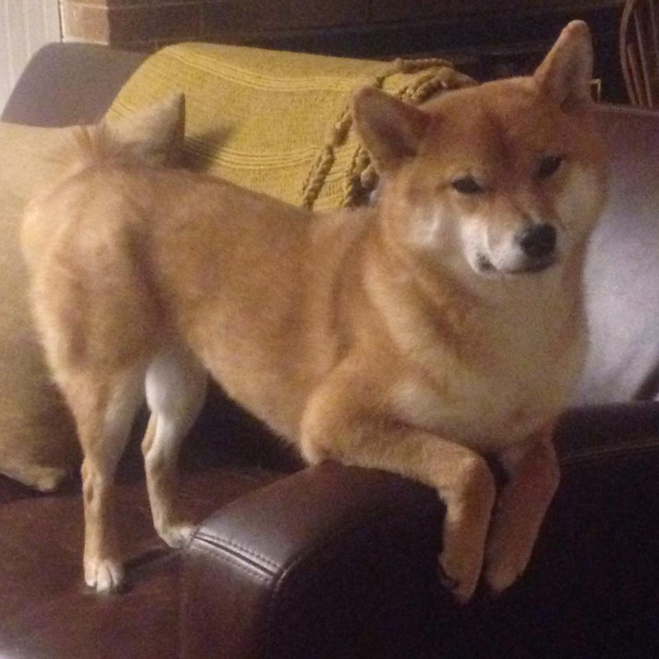 美国队未来展望：如何通过提高战术素养提升比赛胜率，美国队什么项目厉害