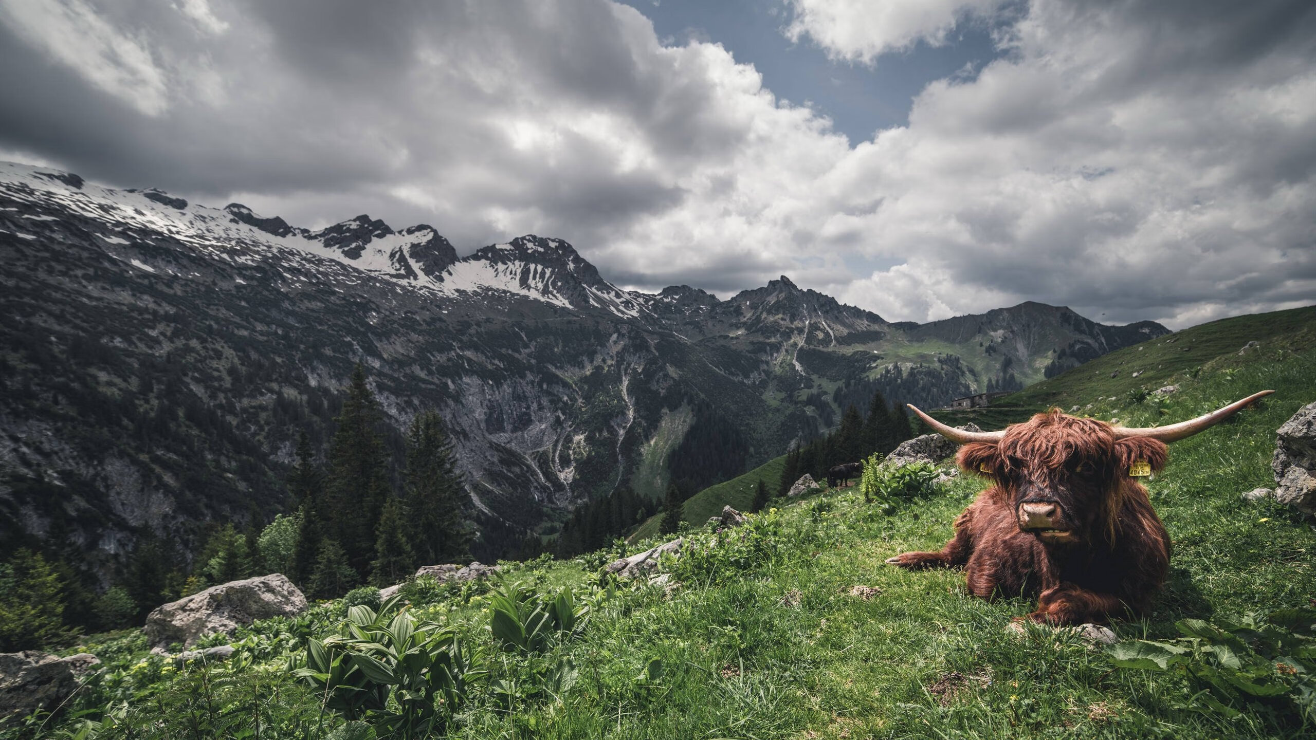 自由泳女将巅峰对抗 速度与心理双比拼,自由泳女高手视频欣赏