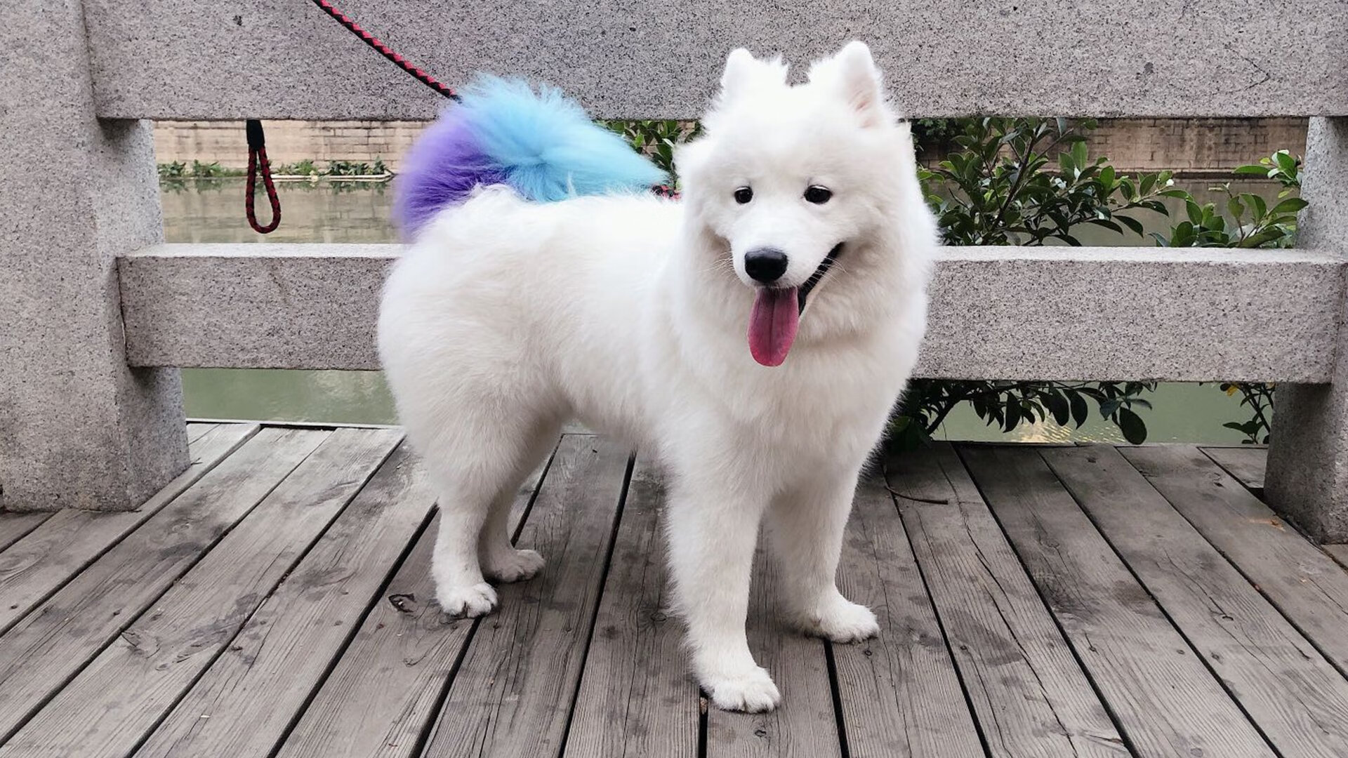 克罗地亚男篮在欧洲锦标赛中表现出色，争夺金牌