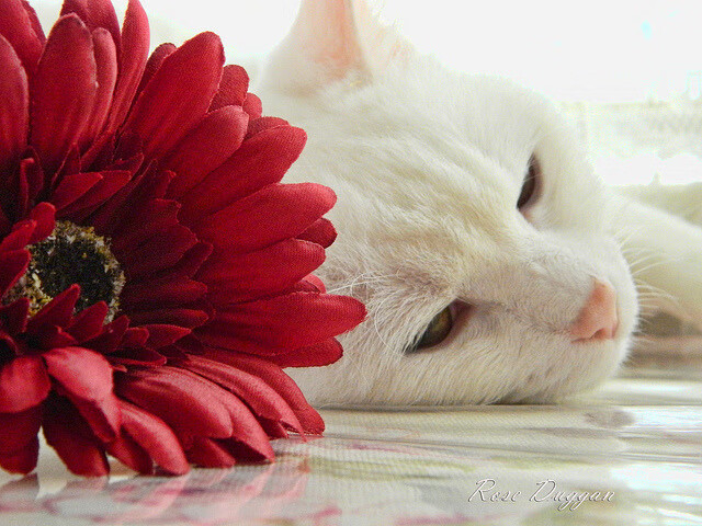 南非羚羊队：以强硬的前场拼抢与快速反击赢得比赛的主动权，北非大羚羊