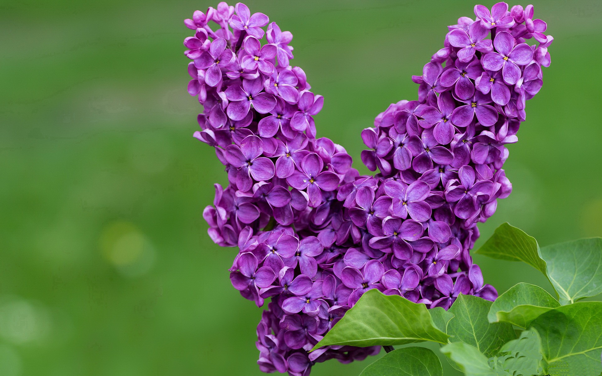 张伟丽回顾比赛称打法逐步成熟，张伟丽比赛怎么样了