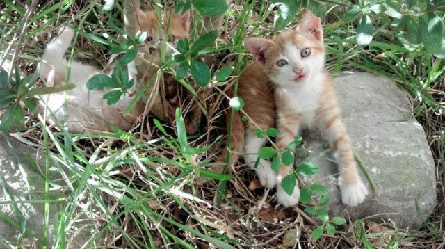 独行侠投篮训练引入智能识别提升精准度，nba独行侠是什么意思