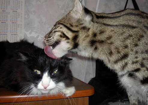 赫梅列夫斯基努力挑战世界级对手，赫梅利尼茨基勋章